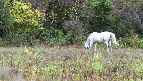 white horse wearing halter grazes near tree line in telephoto shot