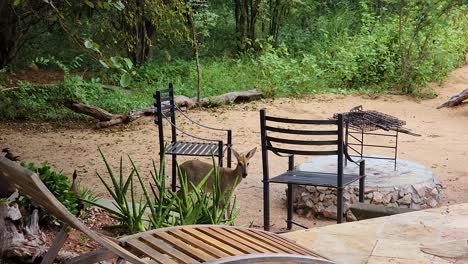 small deer looking for food in backyard of residence in kruger national park, south africa