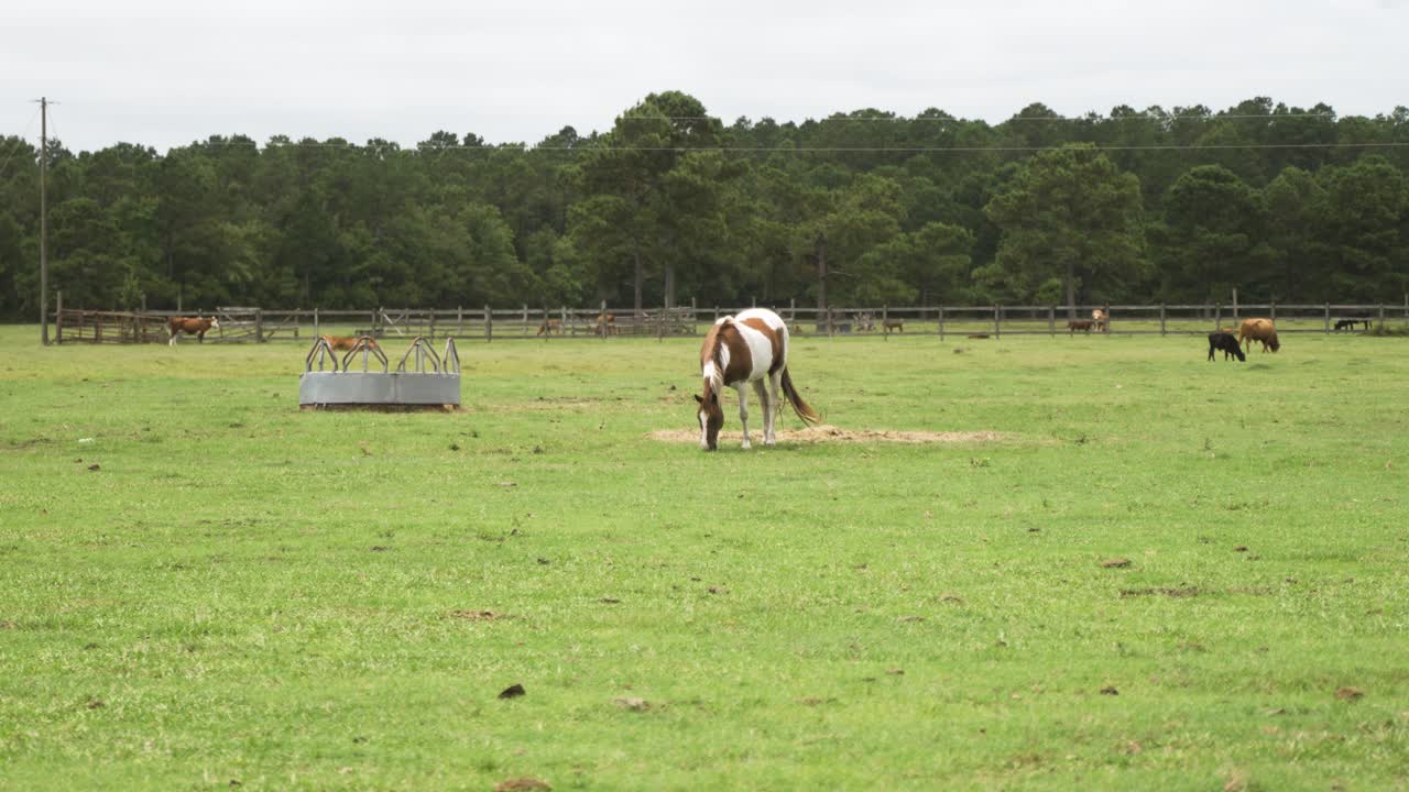 pinto pintar caballo pastando y comiendo hierba en un campo de rancho con vacas