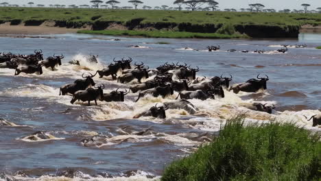 Wildebeest Migration Across a River