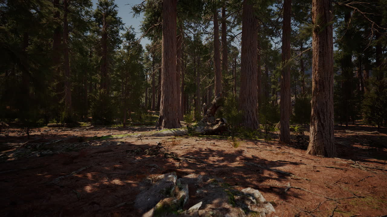 Luce dell'alba tra le sequoie di Mariposa Grove