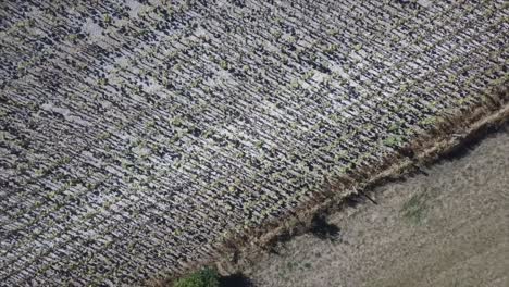 aérea de hileras de girasoles. disparo de dron