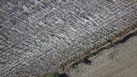 aerial of rows of sunflowers. drone shot