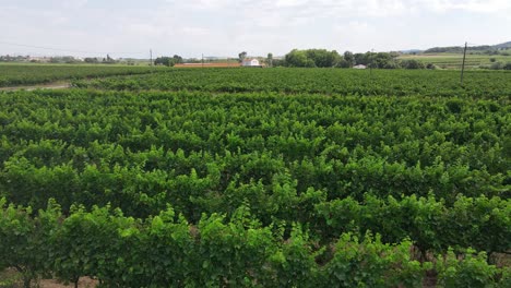 Drone-flying-at-low-altitude-over-vineyards-in-Penedes,-Spain