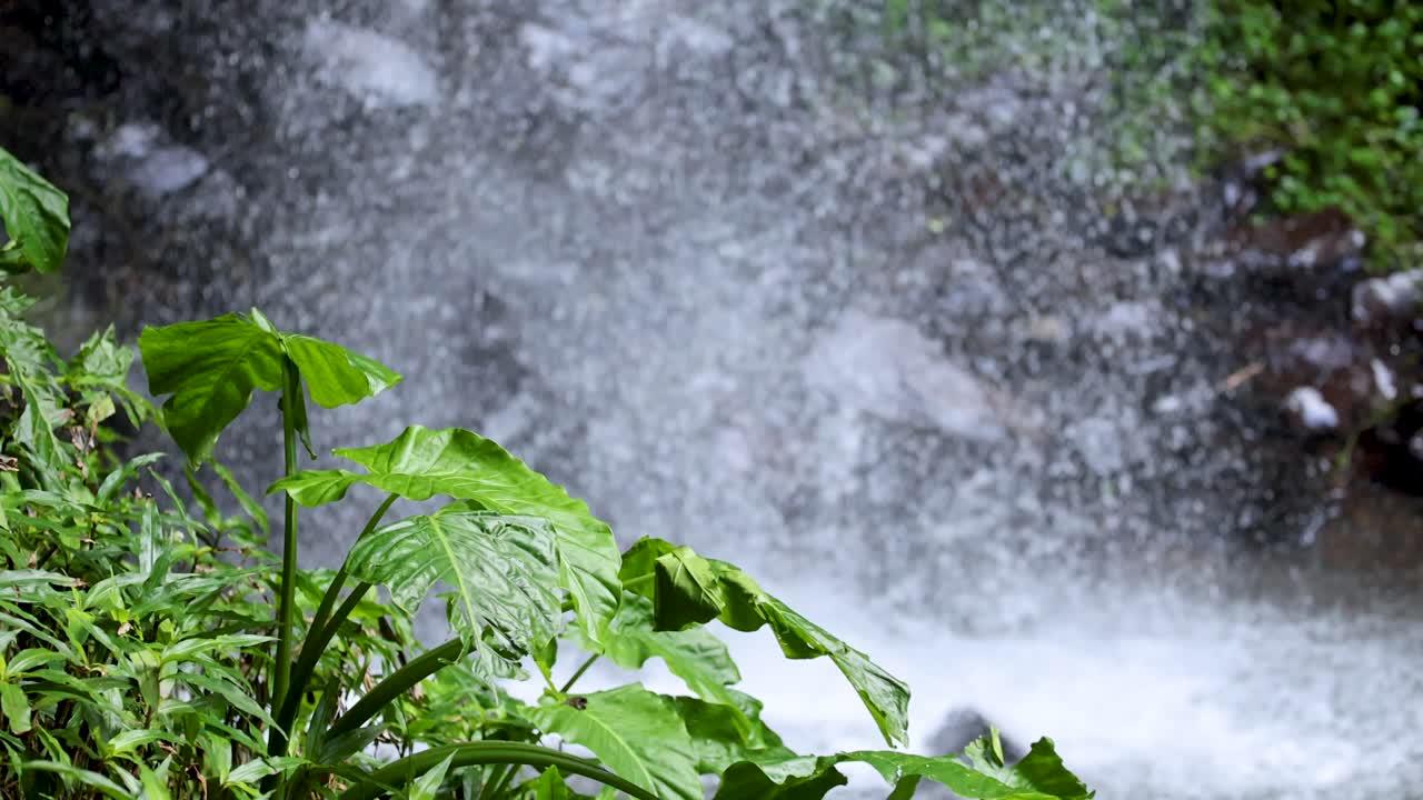 Large green leaves and dense foliage in the foreground with a misty waterfall cascading over rocks in natural daylight. Subtle camera pan reveals vibrant rainforest environment