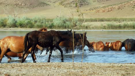 El-Espíritu-Indómito-De-Los-Caballos-Salvajes,-Ganado-Domesticado,-Que-Deambulan-Libremente-En-El-Calor-Del-Verano