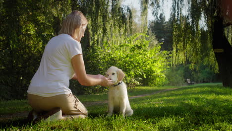 a cute golden retriever puppy runs to its owner. a fun walk in the park with your favorite pet. slow motion 4k video