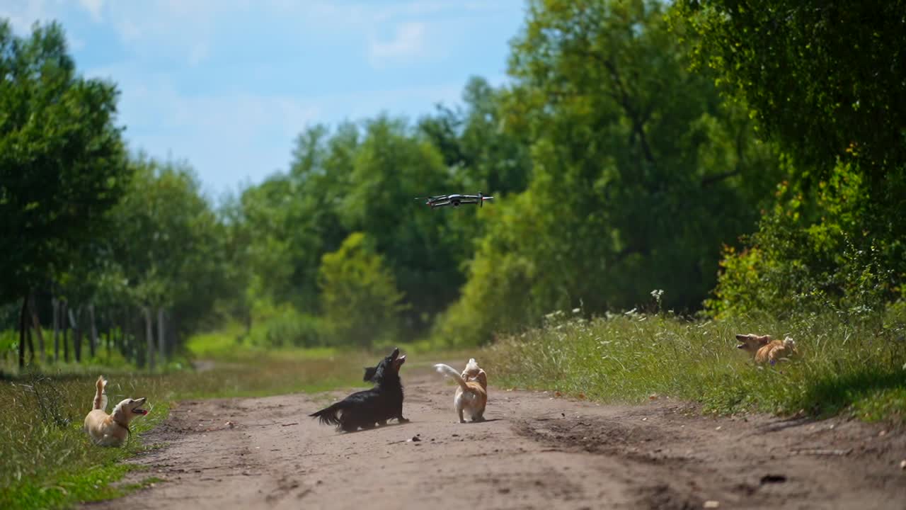 Playful dogs outside. Funny dogs run and jump at the drone flying on green nature background.drone and group of pets in rural place in summer.