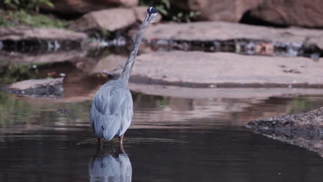 backside of a grey heron standing in a stream