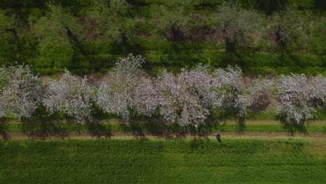 top down view of a family walking under the blossoms of almond trees, a cloudy spring day with vibrant colors