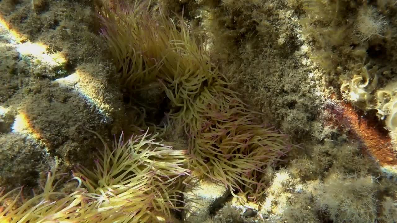 anémona de la serpiente mediterránea, anemonia sulcata en aguas poco profundas cerca de la costa