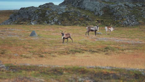 a herd of reindeer graze in the norwegian tundra, then some are spooked and run away