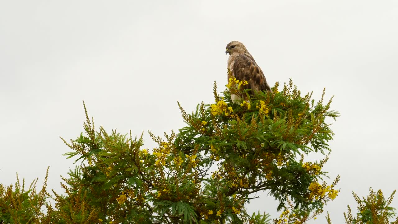 buitre de estepa encaramado en lo alto de un árbol con flores amarillas, mira a su alrededor y se equilibra en el viento