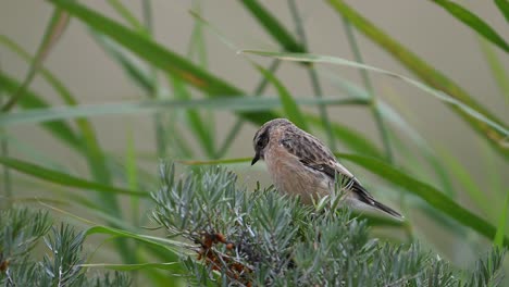 beautiful small bird stone chat