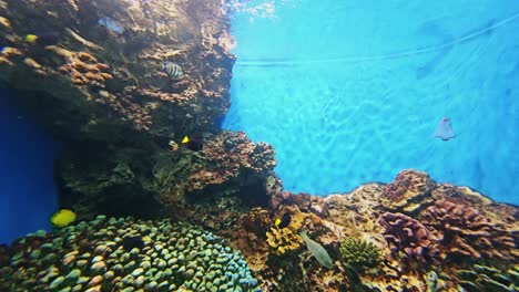 discover the stunning beauty of coral reefs teeming with life a vivid underwater scene