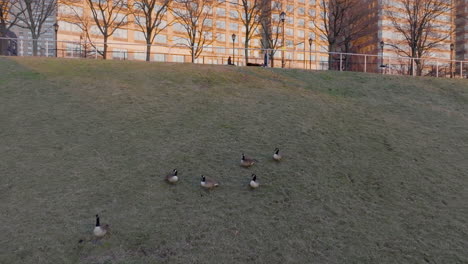 Aerial-view-around-urban-city-ducks,-sunny-morning-in-NY,-USA---orbit,-drone-shot