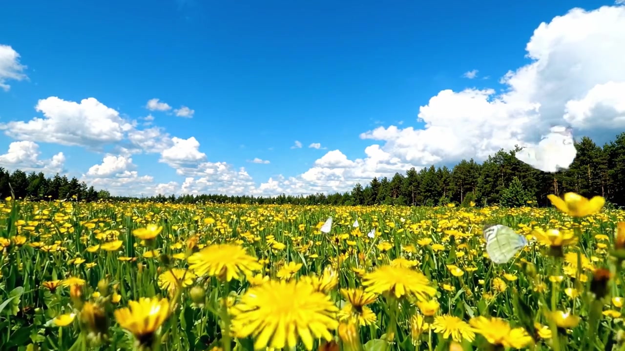 Uno splendido campo di denti di leone gialli sotto un cielo blu con nuvole soffici e alberi verdi lussureggianti sullo sfondo cattura l'essenza della bellezza della natura.