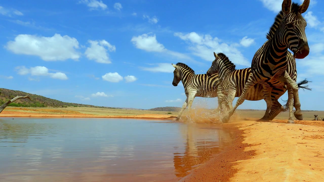 Mandria di zebre all'abbeveratoio spaventata, in fuga rapida, cielo nuvoloso mozzafiato, cinematografico.