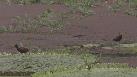 Lirio-De-Agua-Y-Pájaros-Alimentándose-En-Brasil