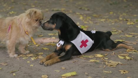 dog with white jacket with red cross