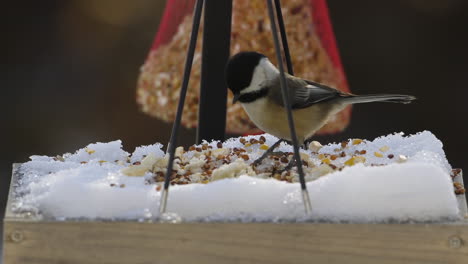 un carbonero de cabeza negra comiendo en una bandeja de comedero de pájaros nevados durante el invierno en maine