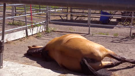 a horse sleeps lying down in a corral on a horse dude ranch in santa barbara california