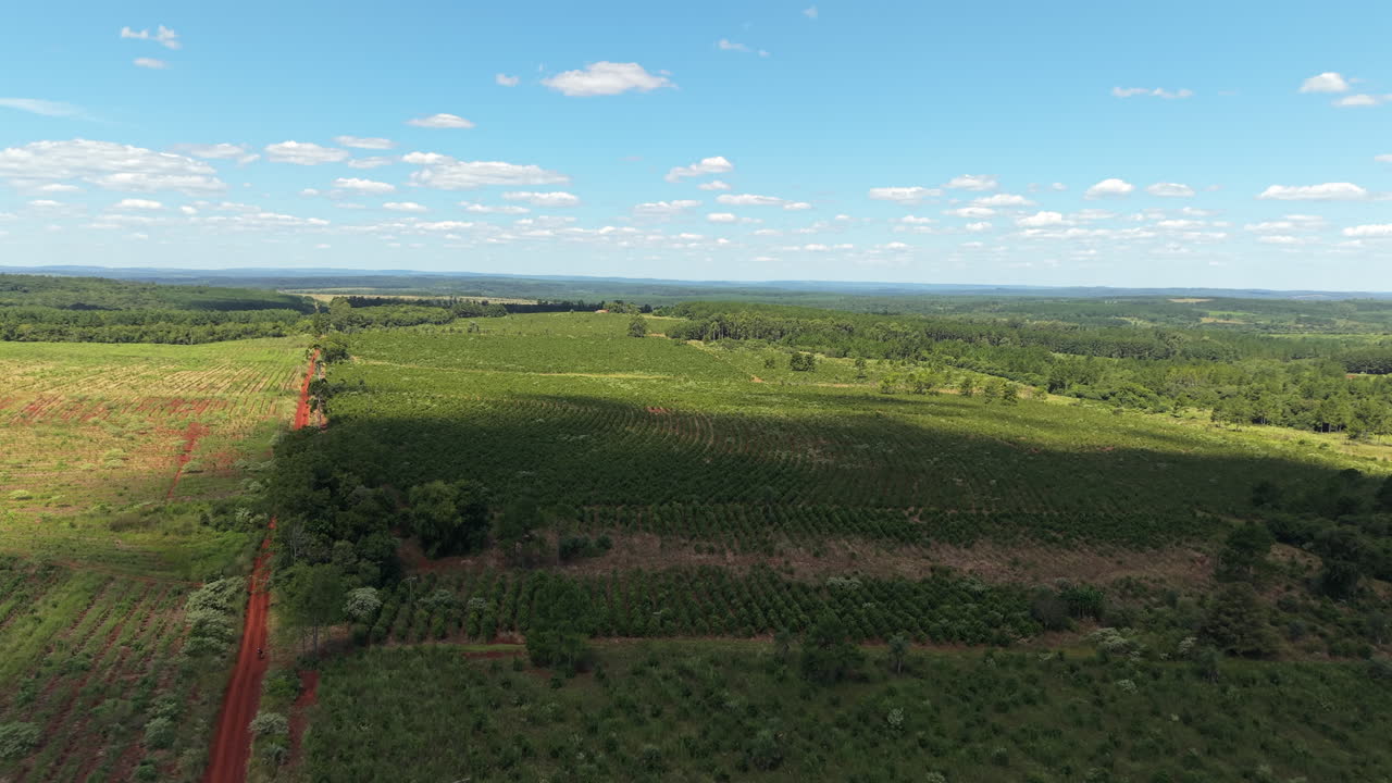 Aerial view capturing cultivated fields in northern mesopotamia region, Misiones, Argentina, with red fertile soil, a green forest backdrop, and a clear blue sky dotted with clouds