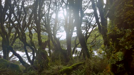 sunlight filtering through a dense mossy forest