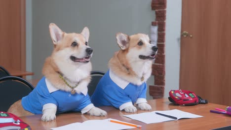 pareja de jengibre y blanco fluffy welsh corgis pembroke en trajes azules con cuellos se sienta en el escritorio con papelería escuchando al maestro