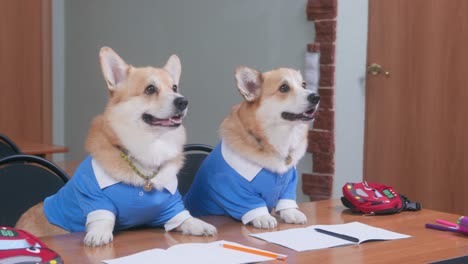 couple of ginger and white fluffy welsh corgis pembroke in blue suits with collars sits at desk with stationery listening to teacher