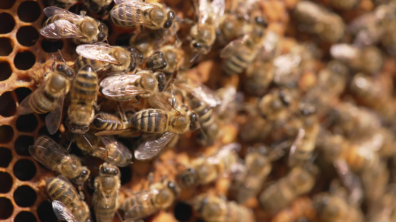 Striped bees working on frame. Beautiful honey insects fluttering wings while packing fresh honey. Macro shot.