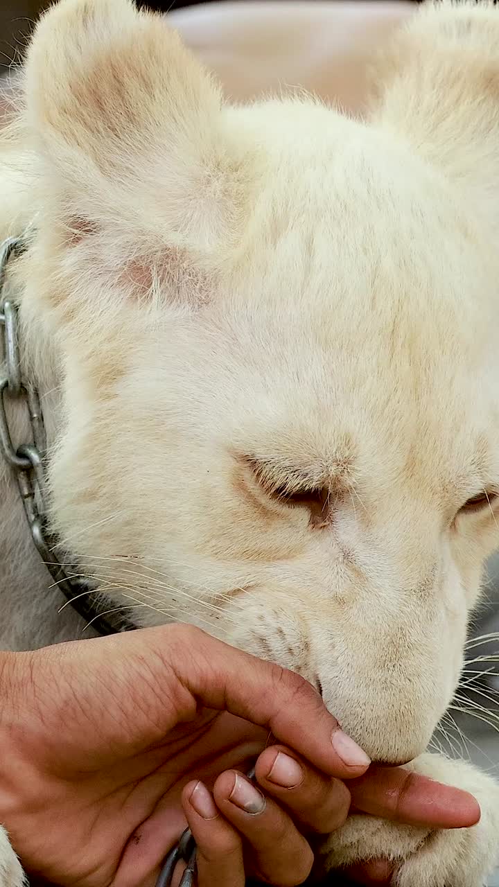 이국적 인 동물원 에서 사자 와의 상호 작용