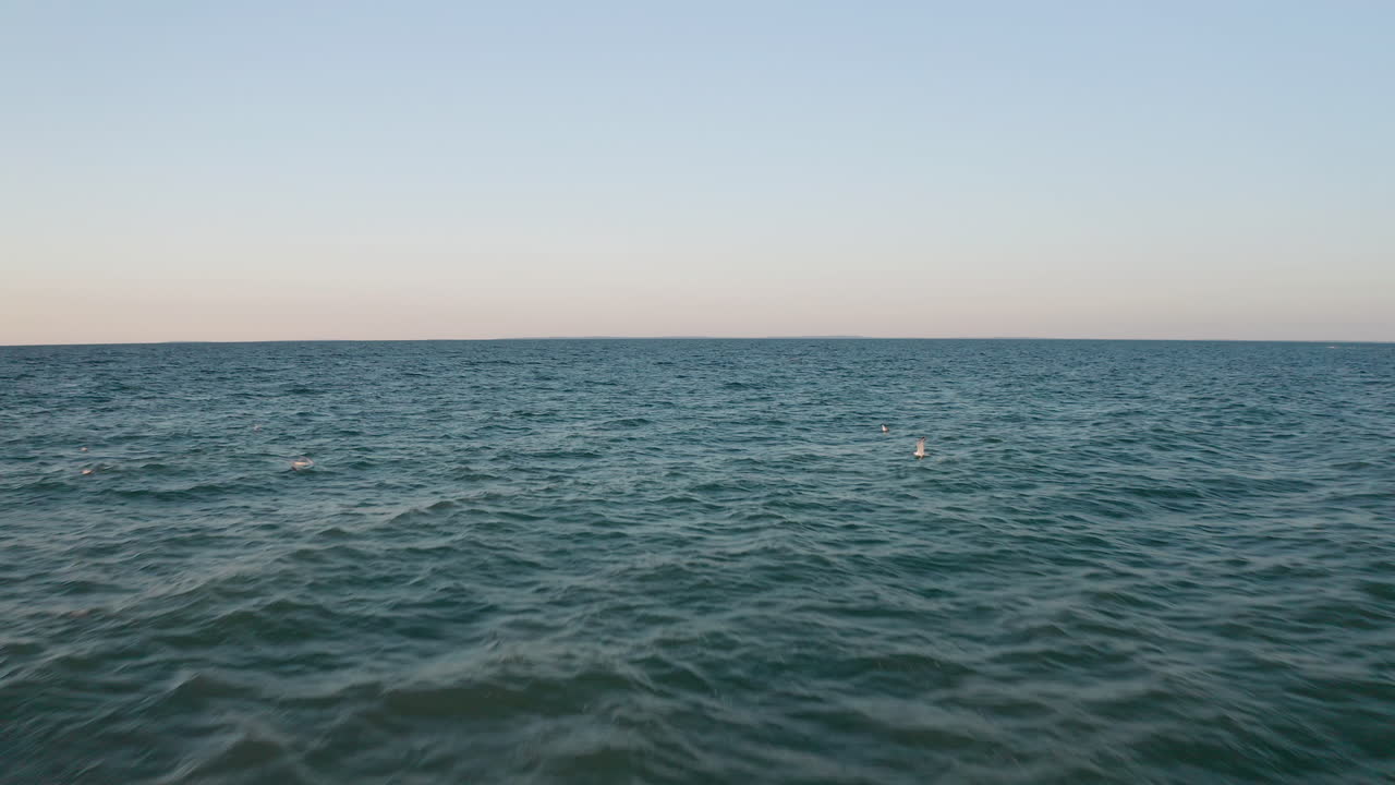 갈매기가 날아가는 동안 물 위에서 공중 드론 촬영