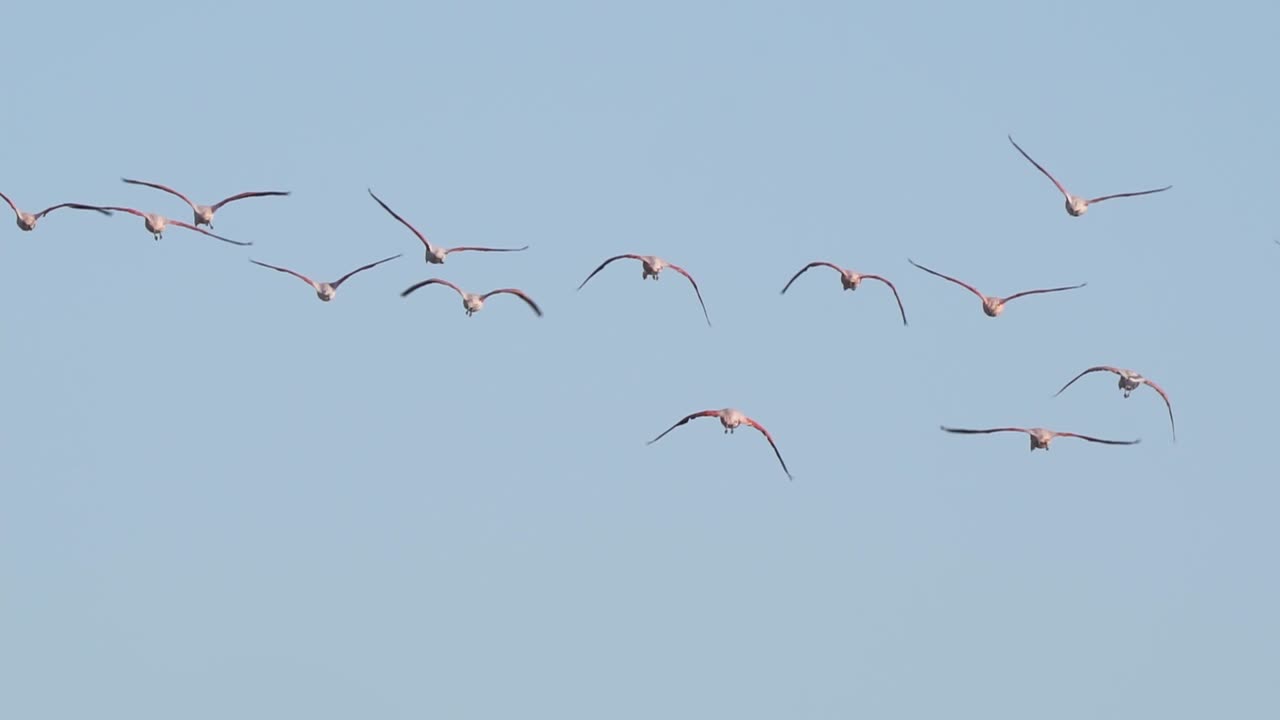 함께 날아다니는 플라밍고 떼