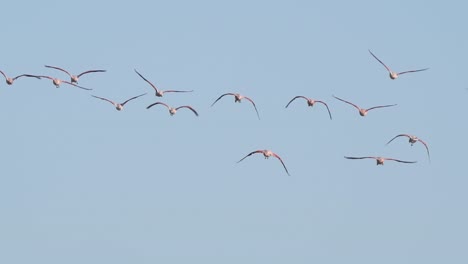 bandada de flamencos volando juntos
