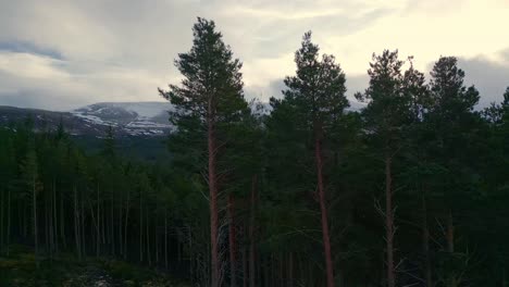Tall trees in forest