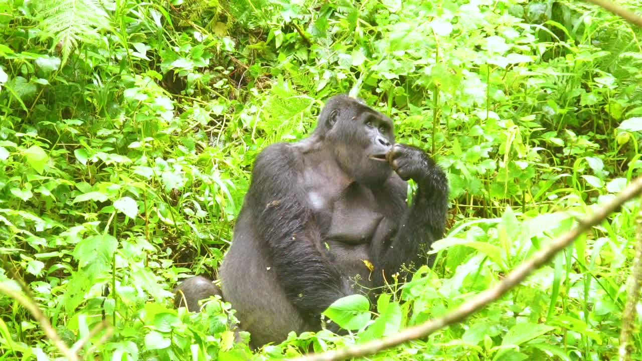 Gorilla di montagna che si nutre di vegetazione al rallentatore nella foresta pluviale di Virunga in Uganda 3