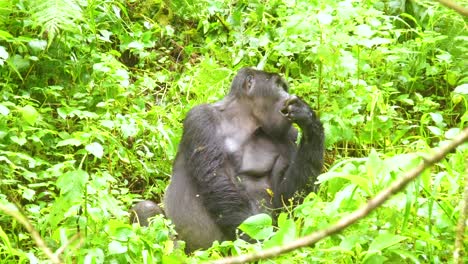 gorila de montaña comiendo vegetación en cámara lenta en la selva tropical de virunga de uganda 3