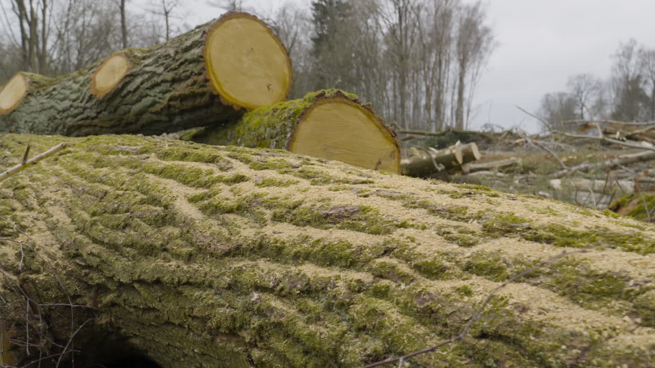 Store træstammer liggende på et ryddet skovområde, kommerciel tømmerindustri.