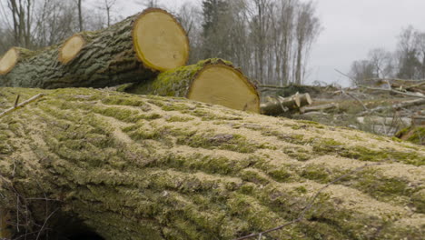 Große-Baumstämme-Liegen-In-Einem-Abgeholzten-Waldgebiet,-Kommerzielle-Holzindustrie