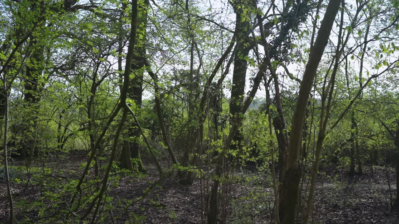 Leafy green trees in forest trail, moving from ground up as reveal