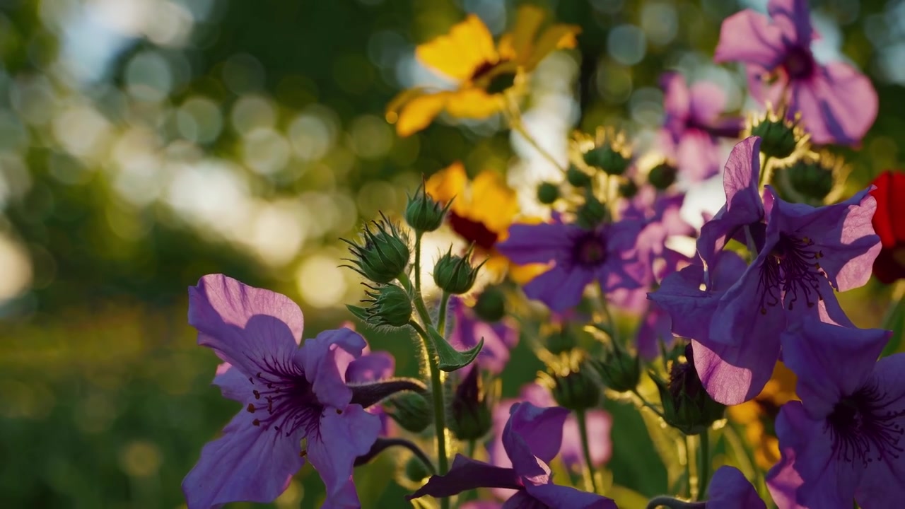 Flores vibrantes moradas y amarillas floreciendo bajo la luz dorada del sol