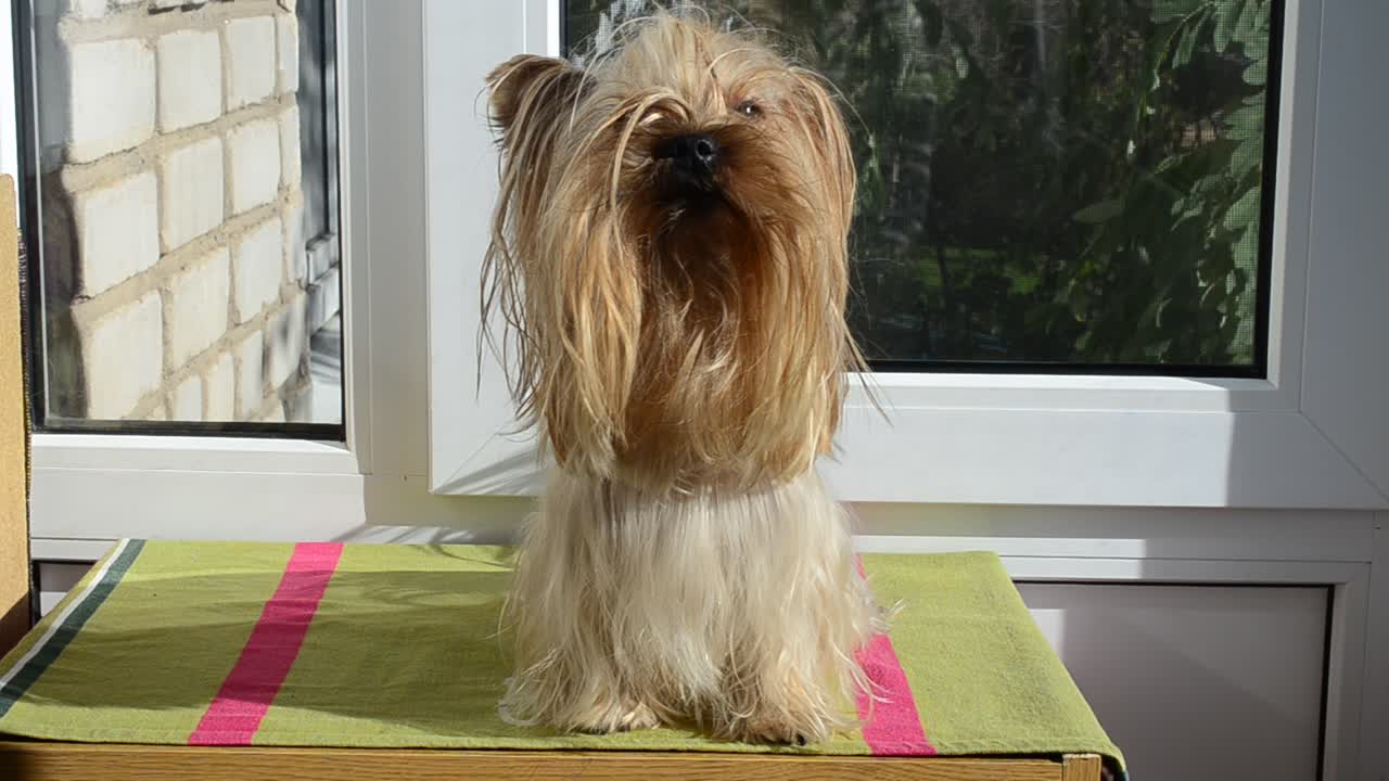 Yorkshire terrier sullo sfondo di una finestra. Yorkshire terrier e luce del sole