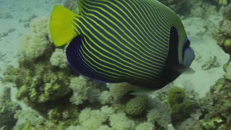 pez ángel emperador en el arrecife de coral del mar rojo de egipto 4k