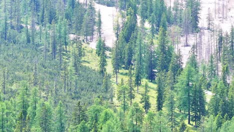 Pine-jungle-forest-alps-of-Pragser-wildsee-Italy-panning-shot