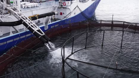 Static-drone-shot-of-fish-being-placed-in-a-fish-farming-cage-on-Uist