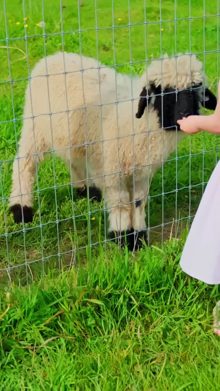 A child gently feeds a friendly sheep through a wire fence on a bright day, capturing a warm farm interaction and a wholesome rural moment