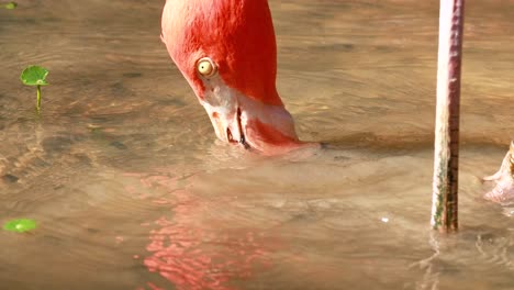 flamingo feeding in shallow water