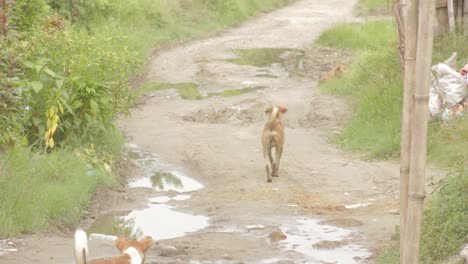 Straßenhunde-In-Nepal