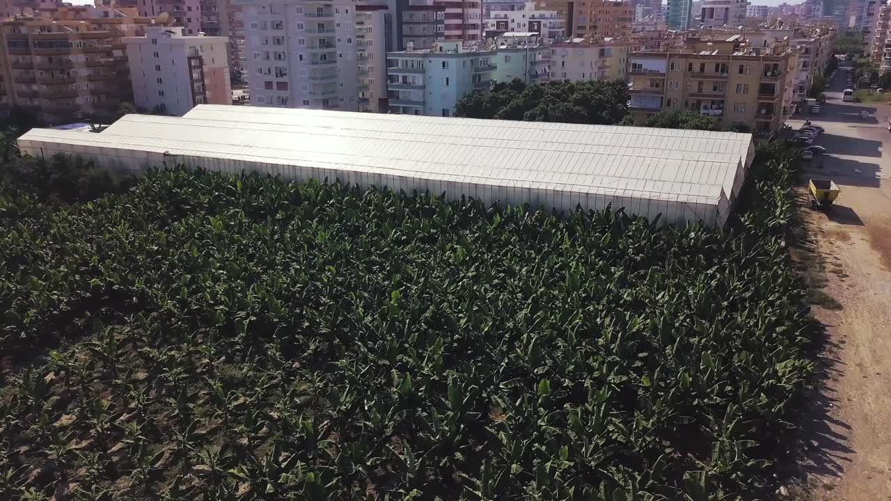 invernadero de plátanos en el área urbana